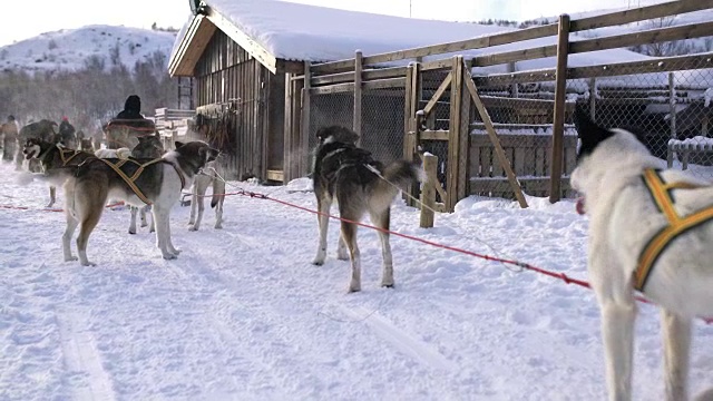 雪橇狗准备跑步视频素材