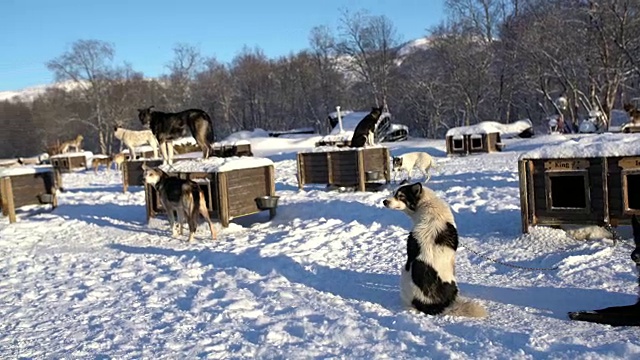 雪撬狗在挪威一个著名的小屋视频素材