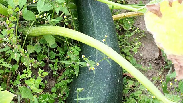 绿色的西葫芦在花园里。西葫芦植物和花。在菜园里种西葫芦。视频素材