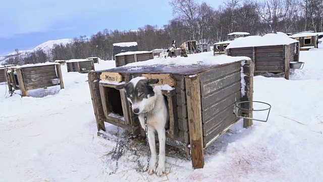 狗窝里的雪橇狗视频素材