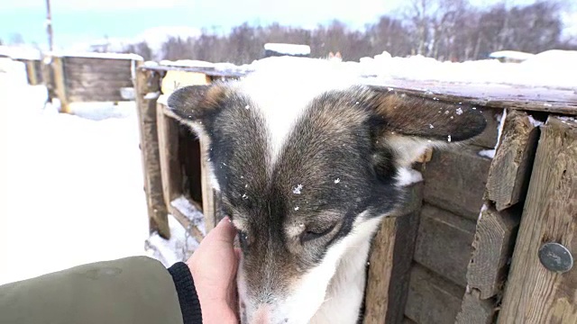 抚摸雪橇狗视频素材