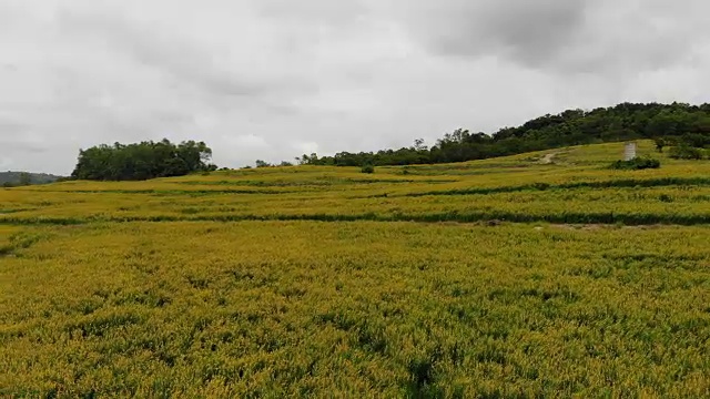 鸟瞰图黄麻花田有机植物的处理和提高土地质量视频素材