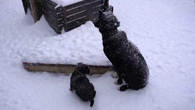 可爱的雪橇狗小狗视频素材