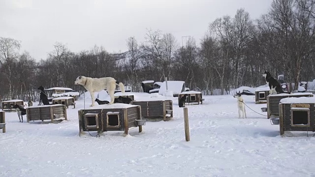 潘雪橇犬在挪威一个著名的小屋视频素材