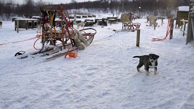 雪撬狗的小狗在挪威一个著名的小屋视频素材