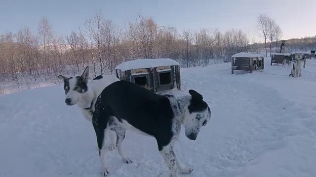 挪威旅馆里的雪橇狗视频素材