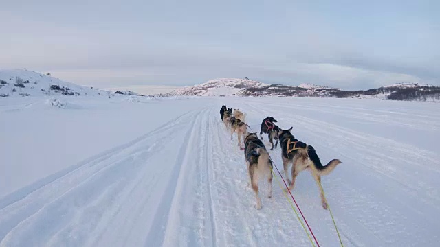 挪威，狗在雪地上拉雪橇视频素材