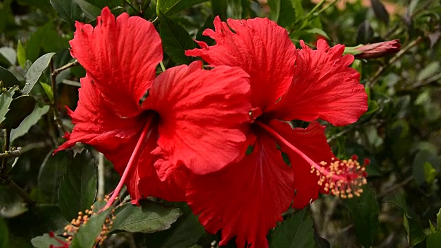 Hibisco。视频素材