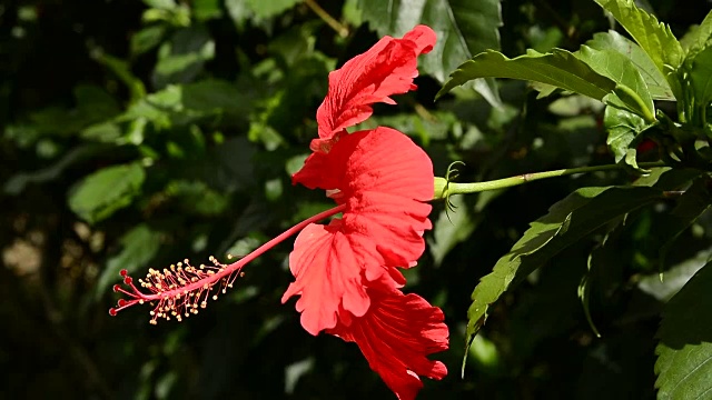 Hibisco。视频素材