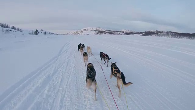 狗在雪中拉雪橇视频素材