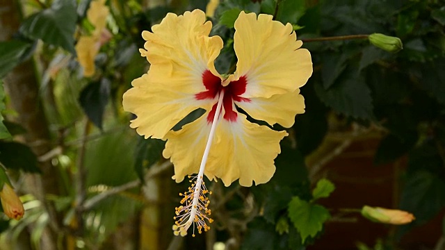 Hibisco。视频素材