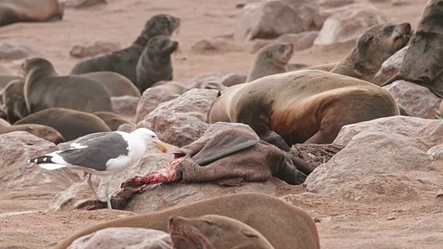 海鸥吃一只死海豹的慢镜头视频素材