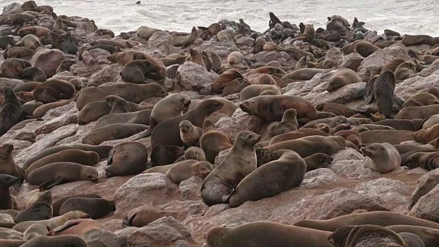 在十字角海豹保护区的海豹视频下载