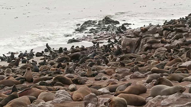 在十字角海豹保护区的海豹视频下载