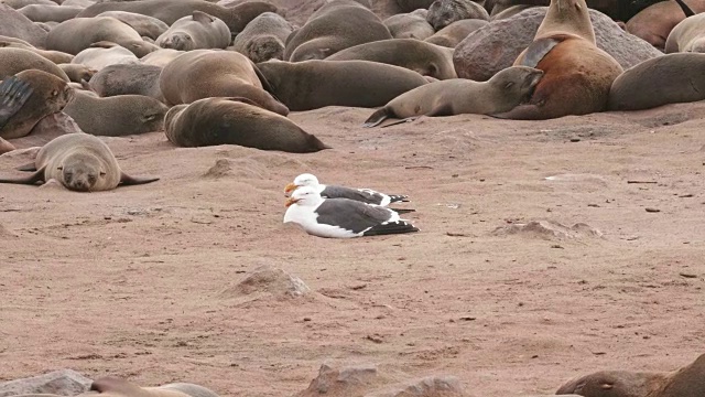 两只海鸥夹在海豹中间视频下载