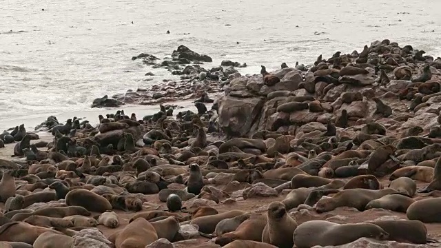 在十字角海豹保护区的海豹视频素材