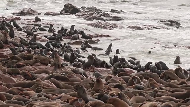 在十字角海豹保护区的海豹视频下载