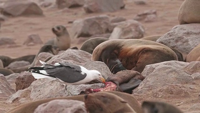 海鸥吃一只死海豹的慢镜头视频素材