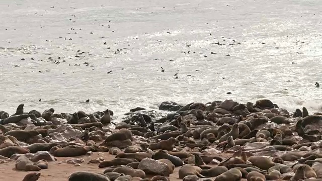 在十字角海豹保护区游泳的海豹视频素材