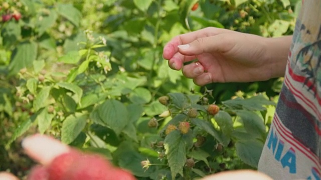 装配树莓特写镜头视频素材