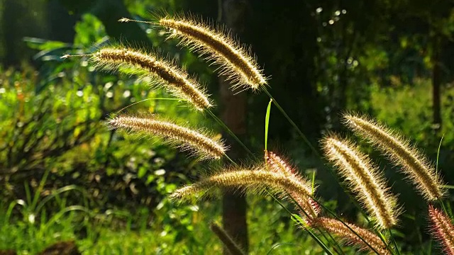 近距离的草被风吹在田野在日落视频素材