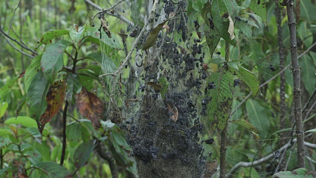 2011年，刚果民主共和国Nyamuragira，植被中毛毛虫的巢视频素材