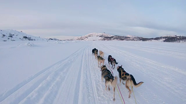 SLO MO POV一只狗在挪威雪地上拉雪橇视频素材