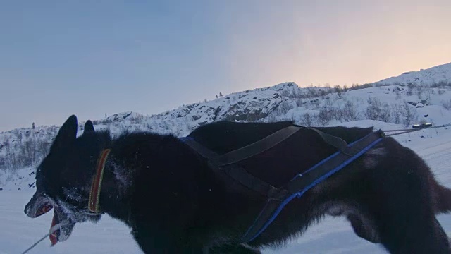 SLO MO WS雪橇狗拉雪橇视频素材