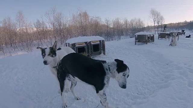 挪威旅馆里的雪橇狗视频素材