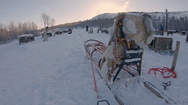 斯洛莫雪橇狗雪橇视频素材