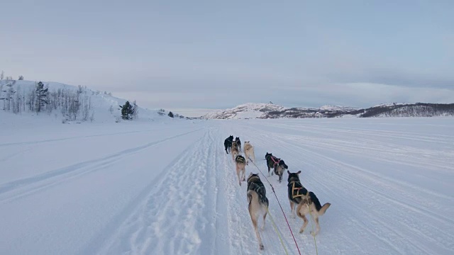 SLO MO POV狗拉雪橇穿过挪威的乡村视频素材