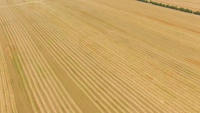 天线:收获后的黄小麦田视频素材