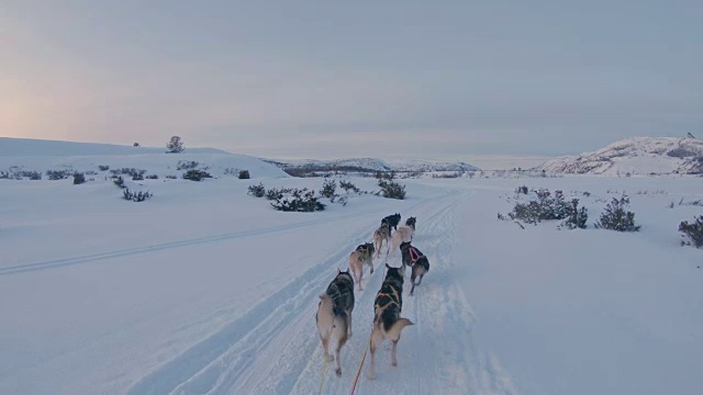 日落时，狗在雪地上拉雪橇视频素材