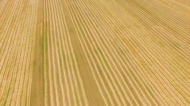 天线:收获后的黄小麦田视频素材