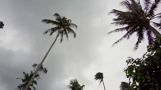 暴风雨中的棕榈树。4 k的决议视频素材