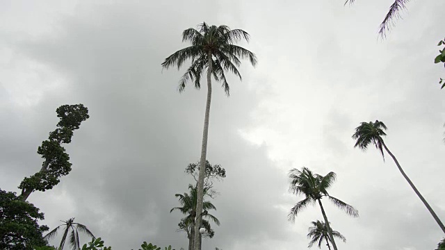 暴风雨中的棕榈树。4 k的决议视频素材