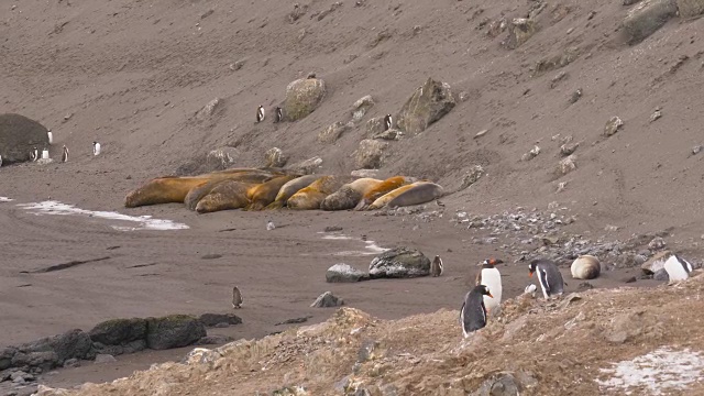 沙滩上有象海豹视频素材