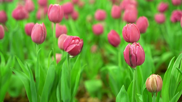 花园里美丽多彩的郁金香视频素材