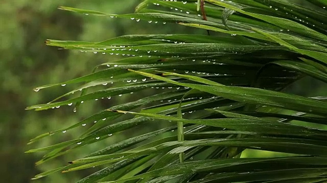 在泰国，热带雨滴落在绿色的大棕榈叶上视频素材