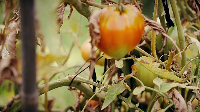 新鲜番茄花园有机传统农场化学物质无转基因视频素材