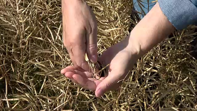 农民看起来成熟的油菜籽荚和谷物状况视频素材