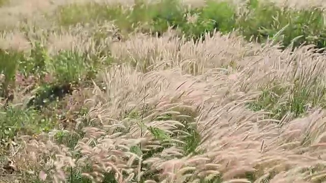 野草视频素材