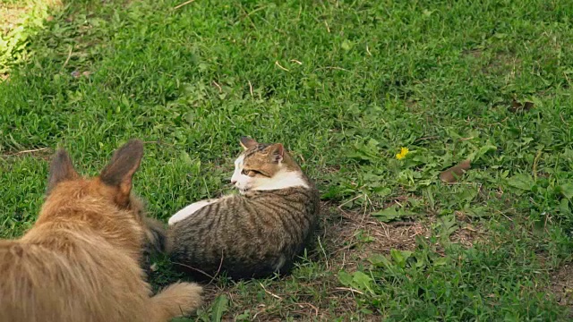 一场狗和猫的战斗视频素材