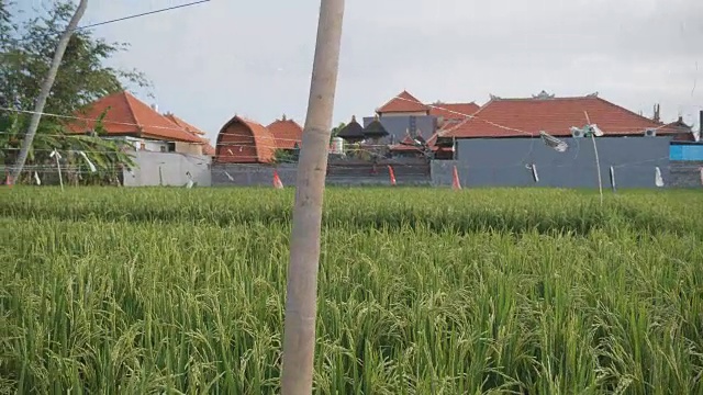 靠近手持绿色水稻植物，巴厘岛视频素材