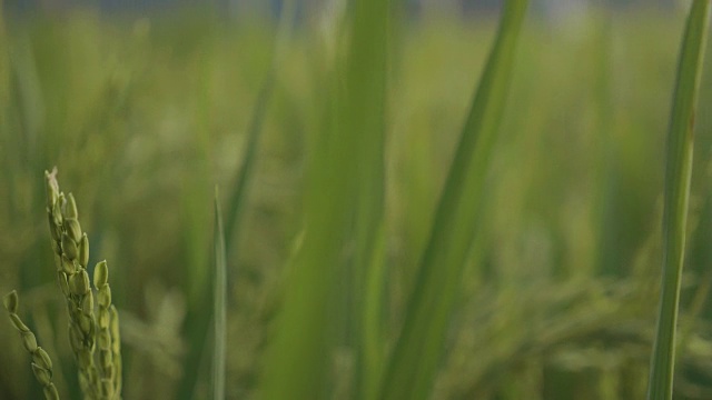 靠近手持绿色水稻植物，巴厘岛视频素材