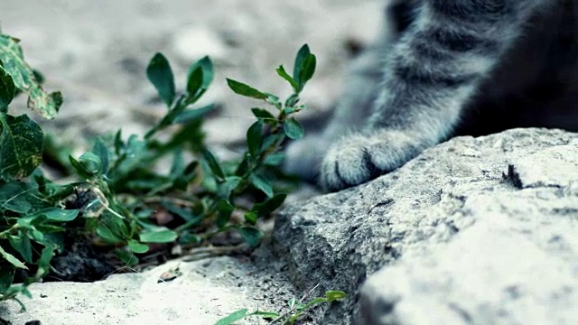 可爱的虎斑猫非常近距离手持拍摄视频素材