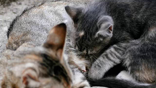 小花猫喝牛奶时由妈妈手持射击视频素材