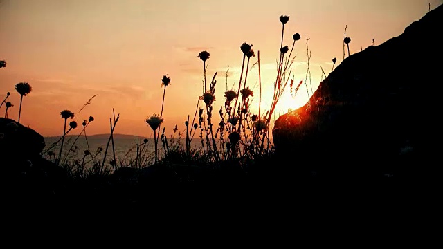 在闪烁的夕阳前，野花随风飘扬视频素材