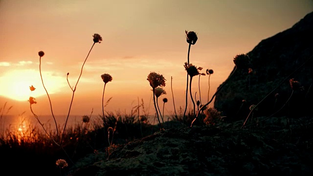 野草花随风飘动在大海前日落视频素材