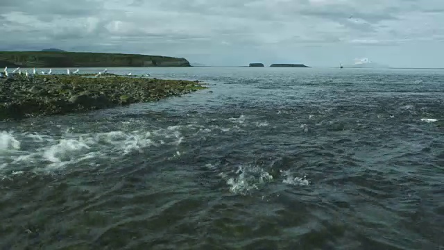 2011年，阿拉斯加，麦克尼尔河猎场，鲑鱼逆流而上，奥古斯丁山为背景视频素材